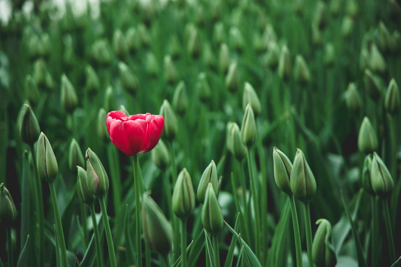 Rode bloem als eerste open tussen groene knoppen