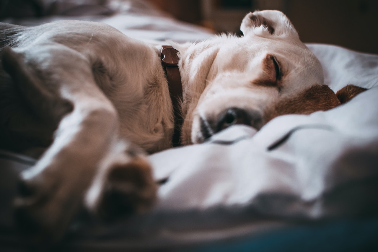 Slapende hond op bed