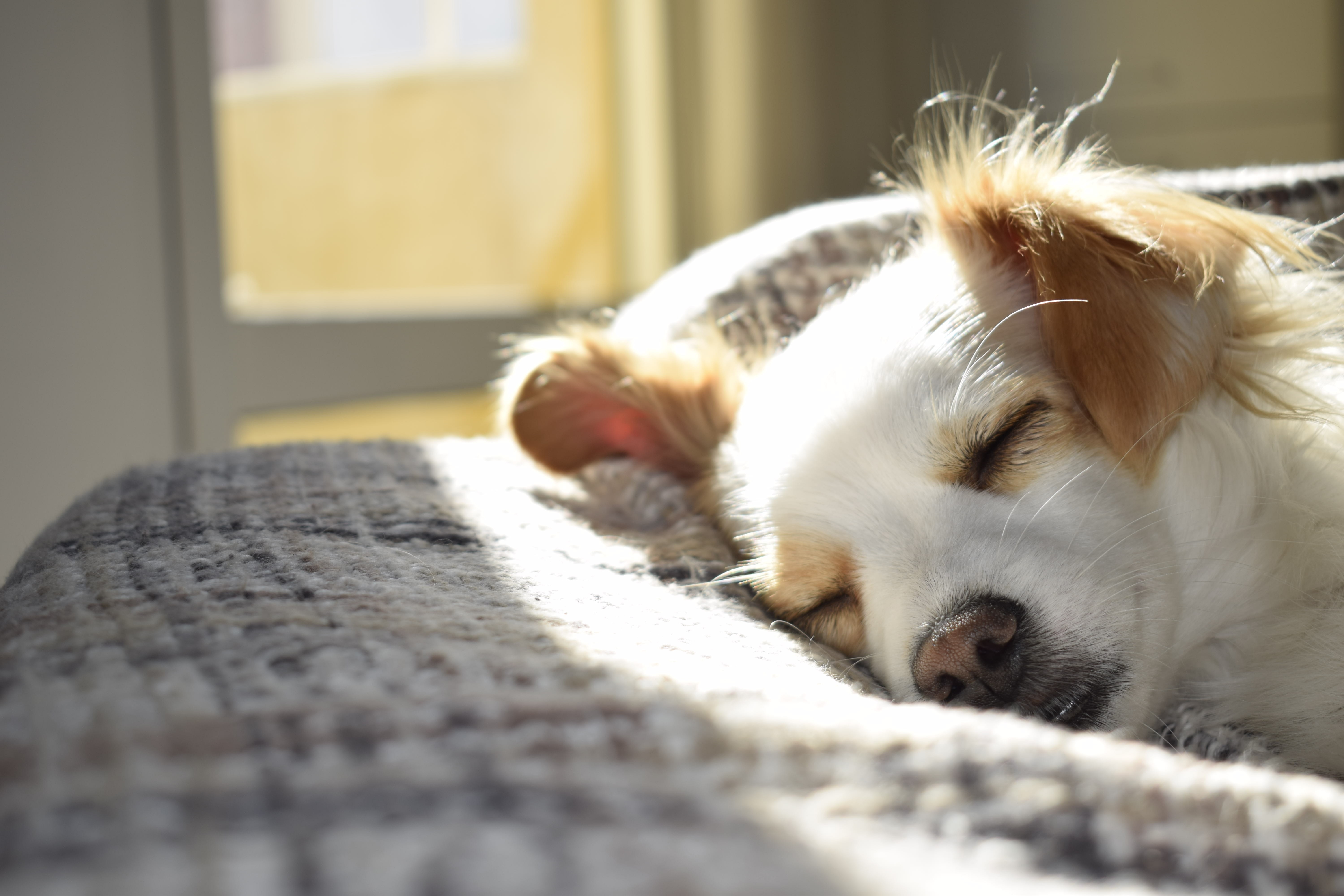 Slaperig hondje op bed