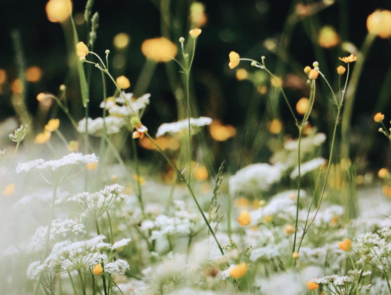 veldbloemen