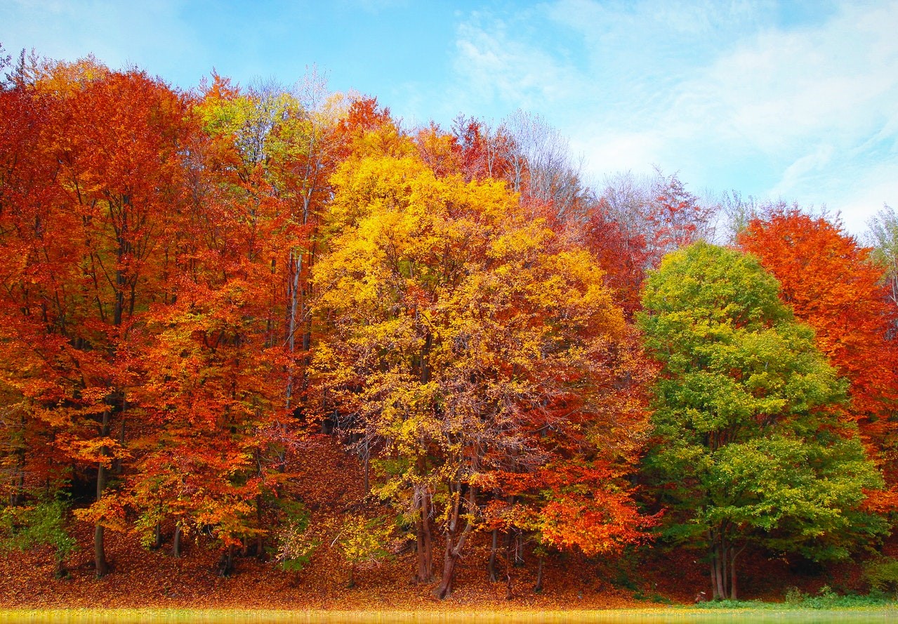 Herfstbomen